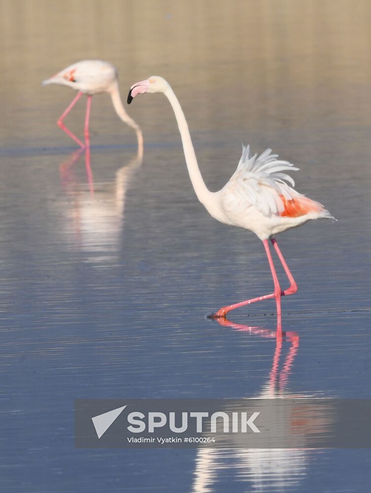 Cyprus Pink Flamingos