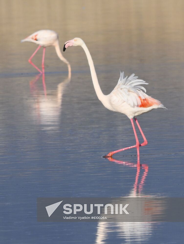 Cyprus Pink Flamingos