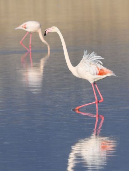 Cyprus Pink Flamingos