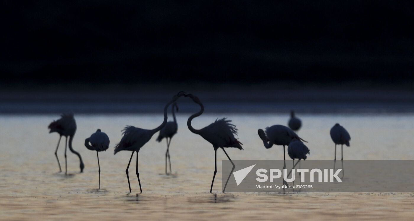 Cyprus Pink Flamingos