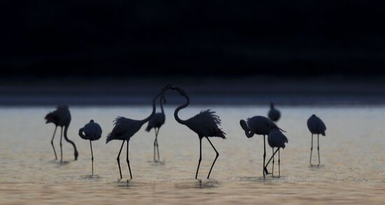 Cyprus Pink Flamingos