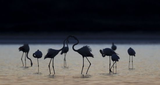Cyprus Pink Flamingos
