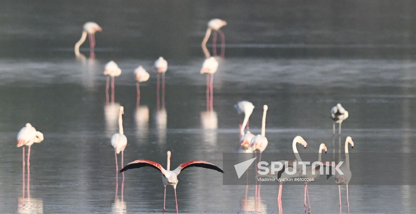 Cyprus Pink Flamingos