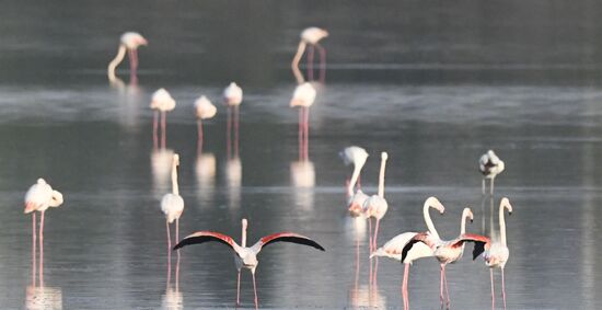 Cyprus Pink Flamingos