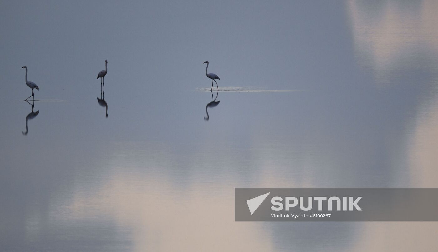 Cyprus Pink Flamingos