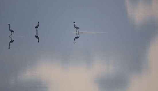 Cyprus Pink Flamingos