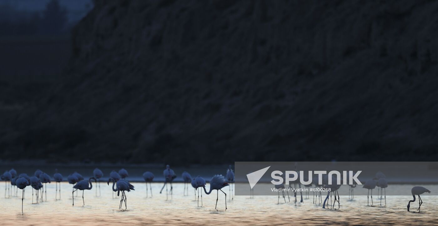 Cyprus Pink Flamingos