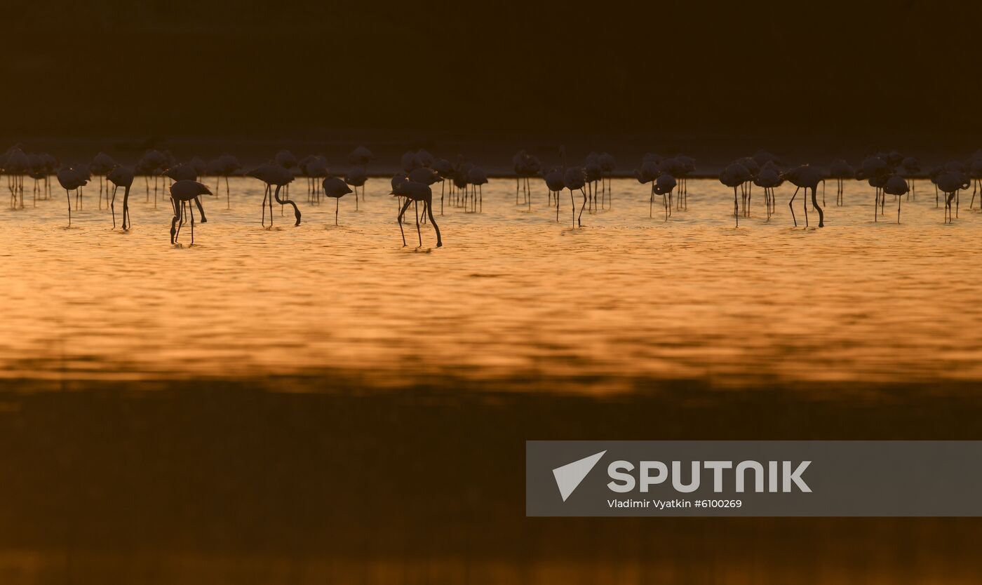 Cyprus Pink Flamingos