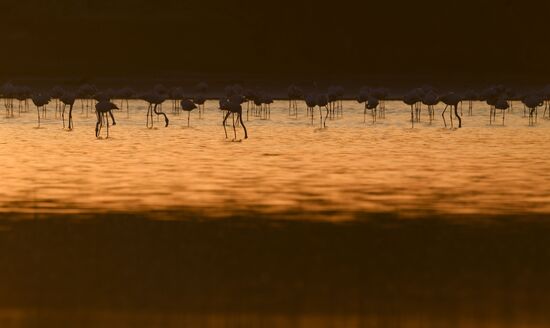 Cyprus Pink Flamingos