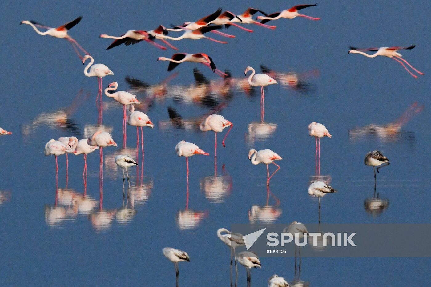 Cyprus Pink Flamingos