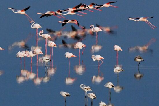 Cyprus Pink Flamingos