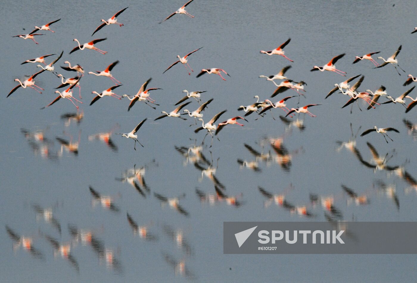 Cyprus Pink Flamingos