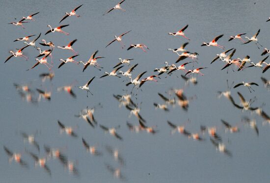 Cyprus Pink Flamingos