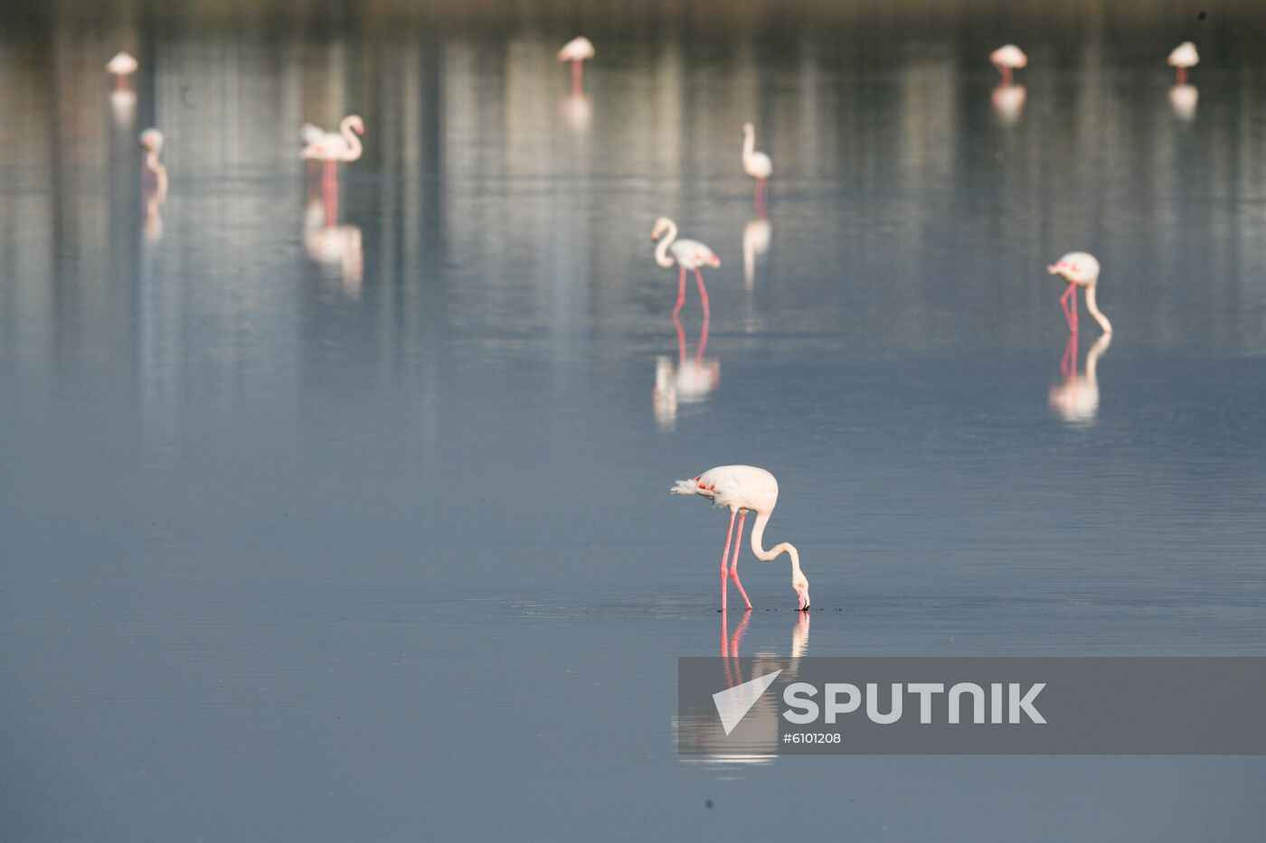 Cyprus Pink Flamingos