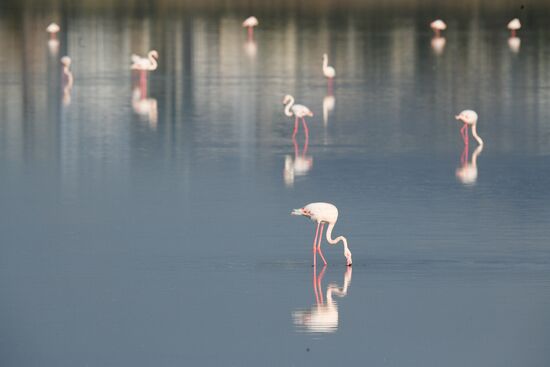 Cyprus Pink Flamingos