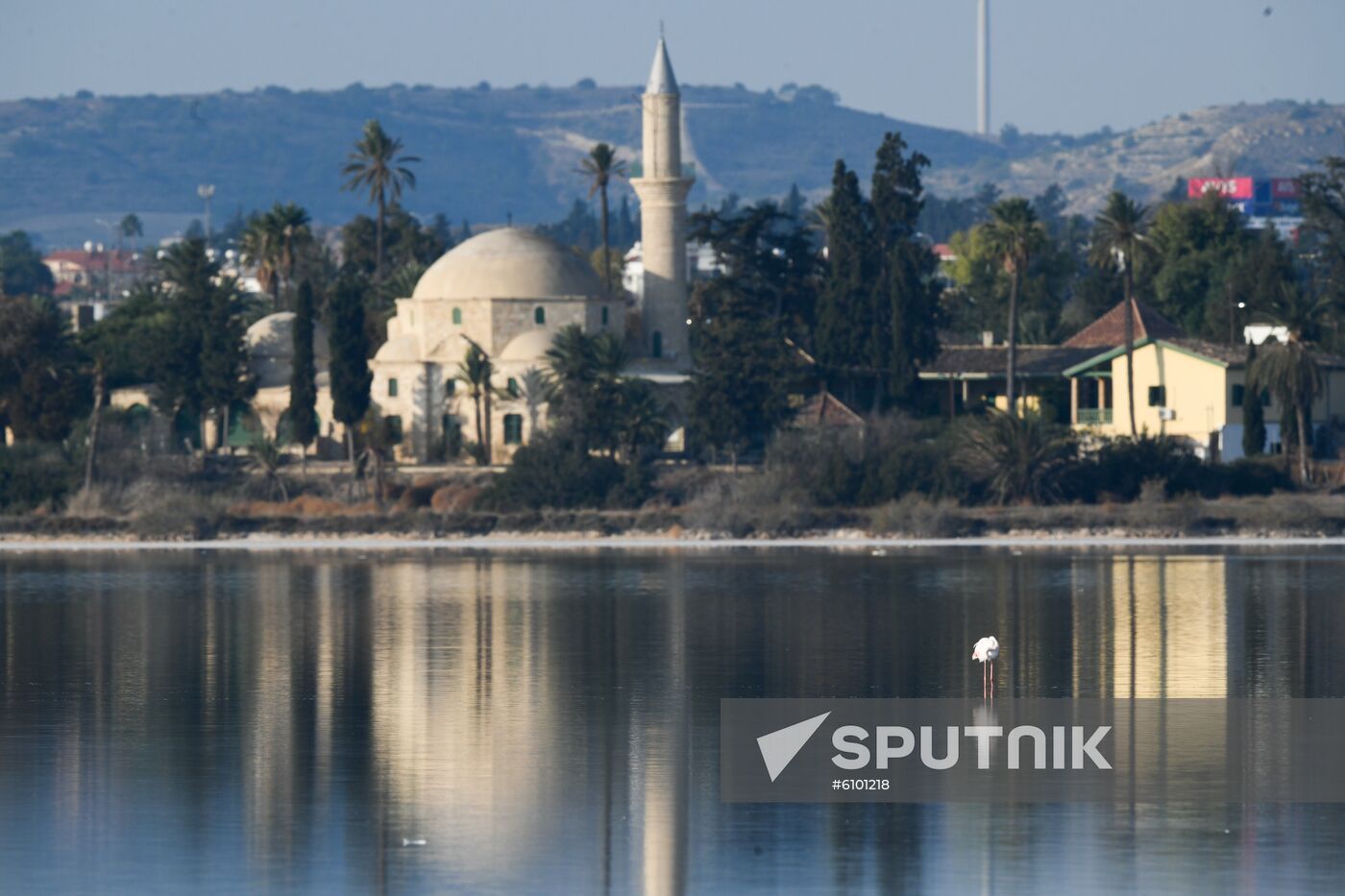 Cyprus Pink Flamingos