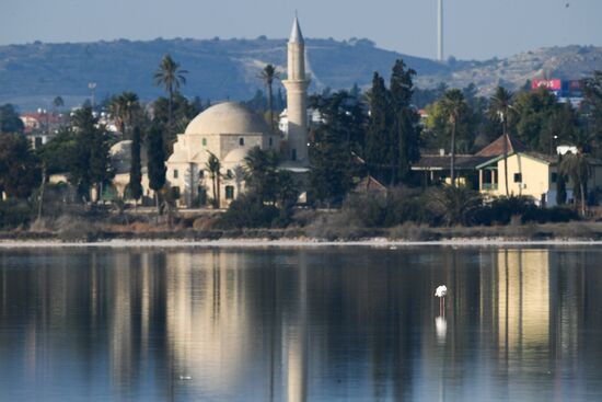 Cyprus Pink Flamingos