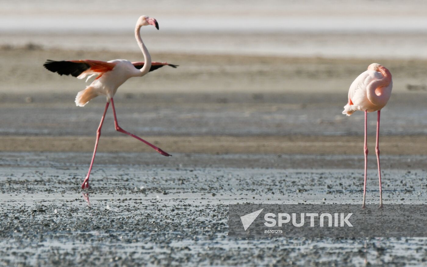 Cyprus Pink Flamingos