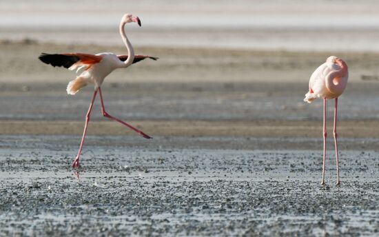 Cyprus Pink Flamingos