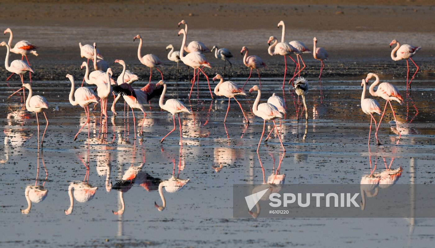 Cyprus Pink Flamingos