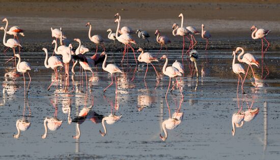 Cyprus Pink Flamingos