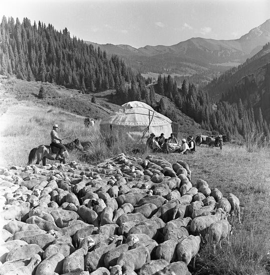 Sheep at Kulbastau collective farm