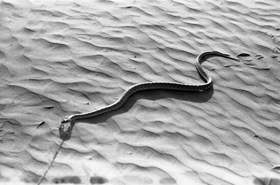 Karakum Desert
