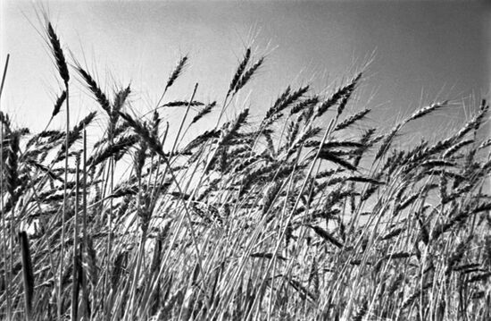 Rossiya agricultural association