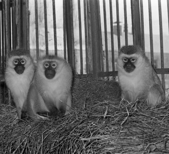 Ape and monkey nursery in Moscow Region
