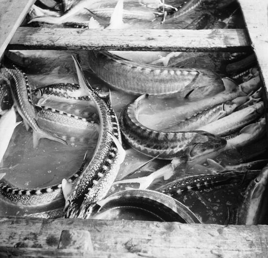 Volga stellate sturgeon