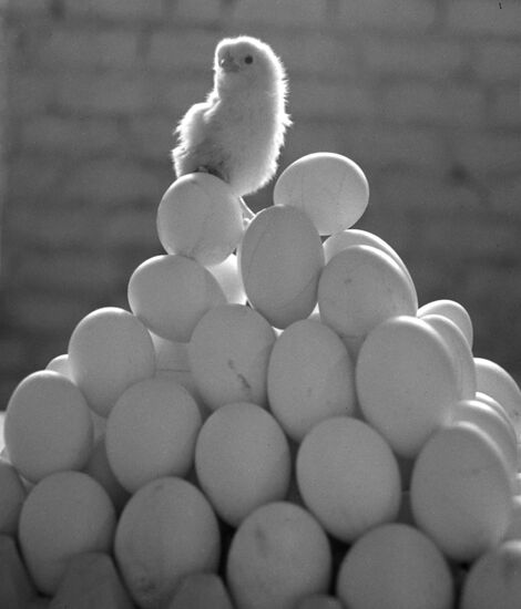 Zakharovskaya Poultry Factory in Ryazan Region