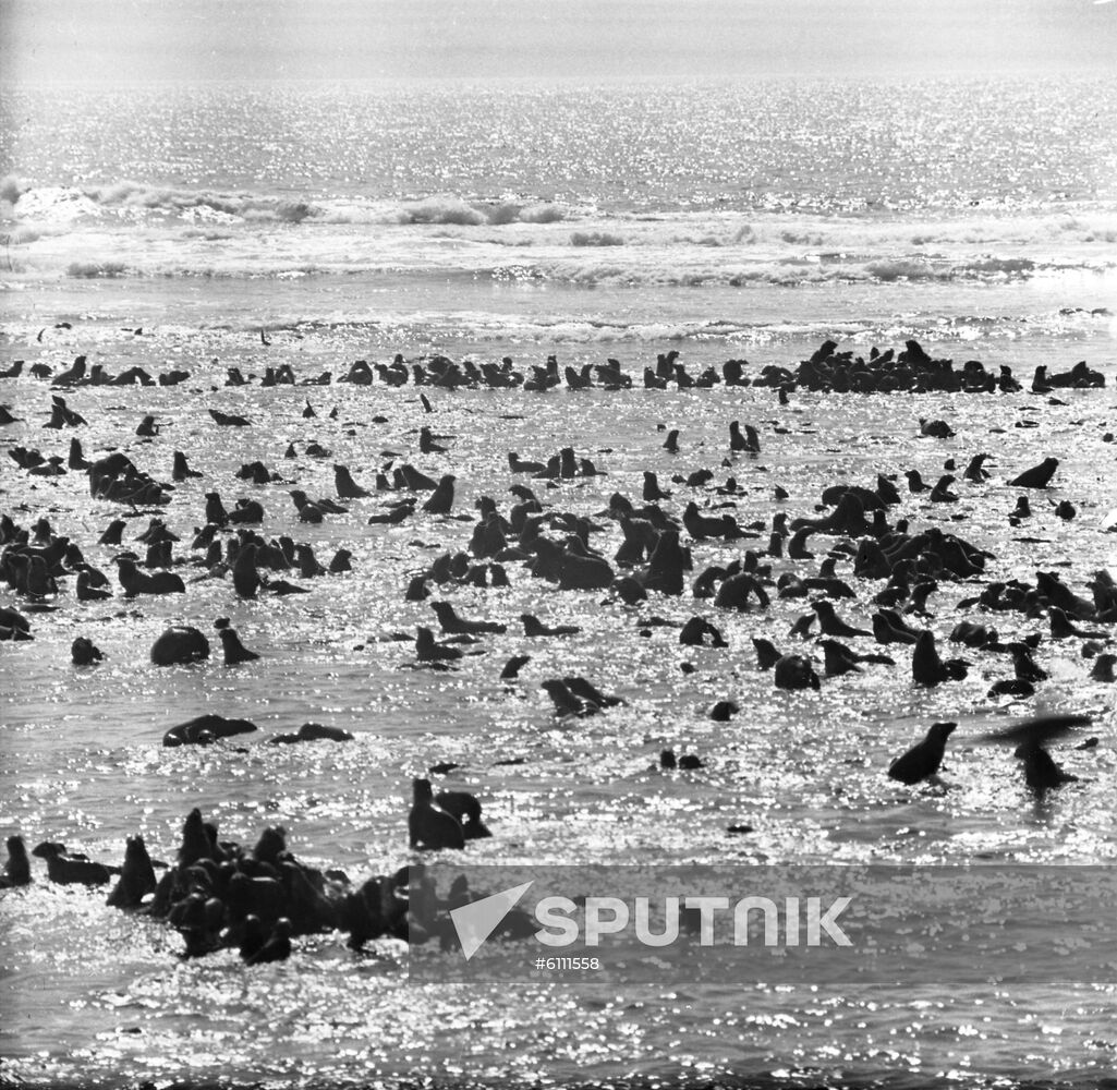 Tyuleny Island in Okhotsk Sea