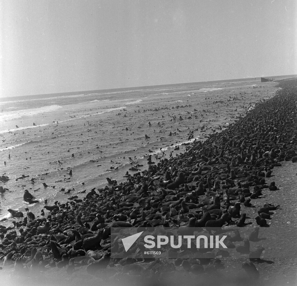 Tyuleny Island in Okhotsk Sea