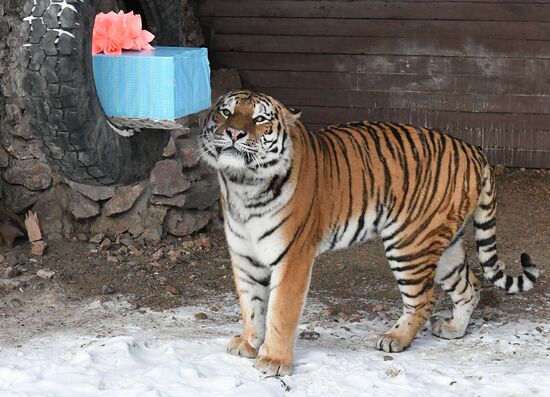 Russia Tigers