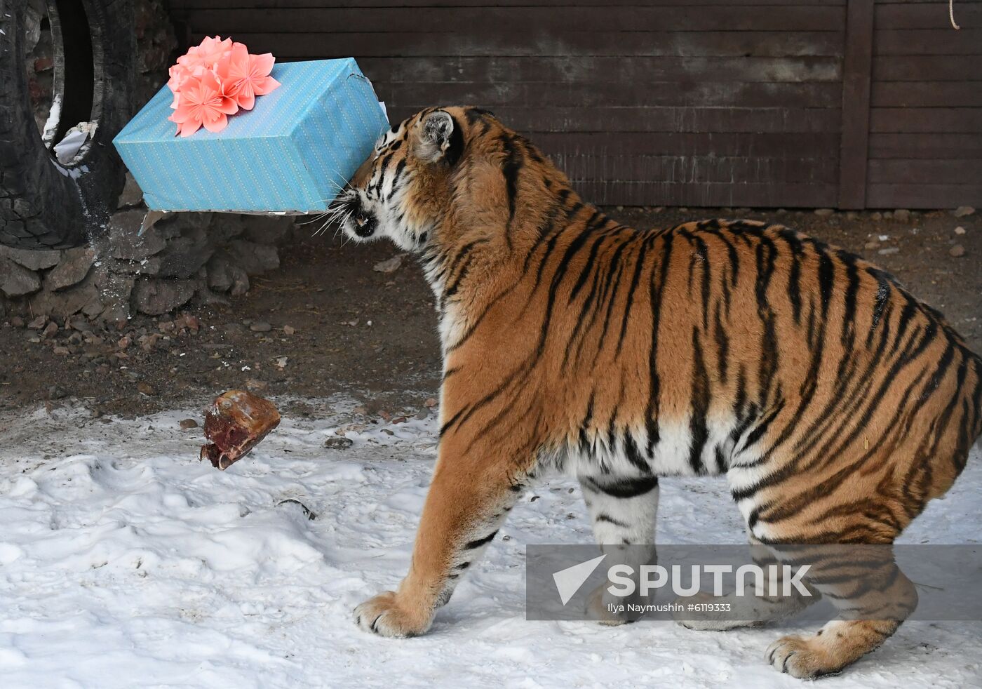 Russia Tigers