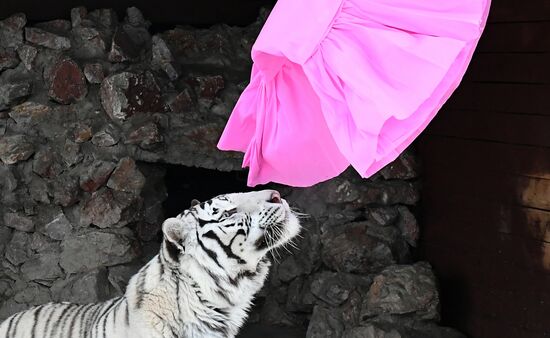Russia Tigers