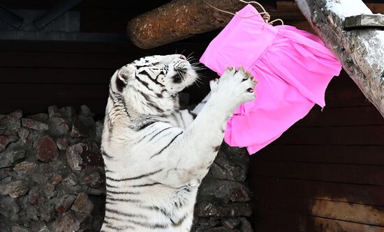 Russia Tigers
