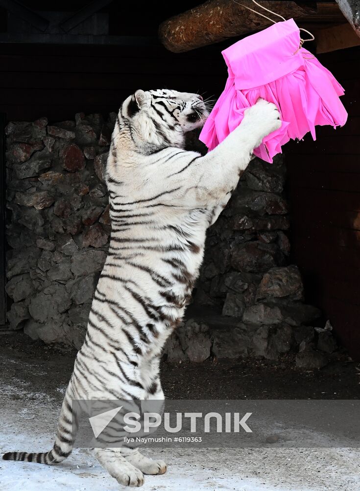 Russia Tigers