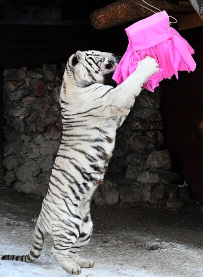 Russia Tigers