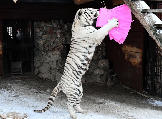 Russia Tigers