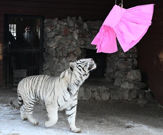 Russia Tigers