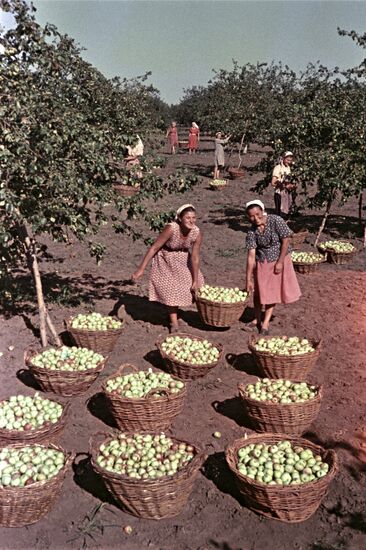 Apple harvesting in Rostov Region