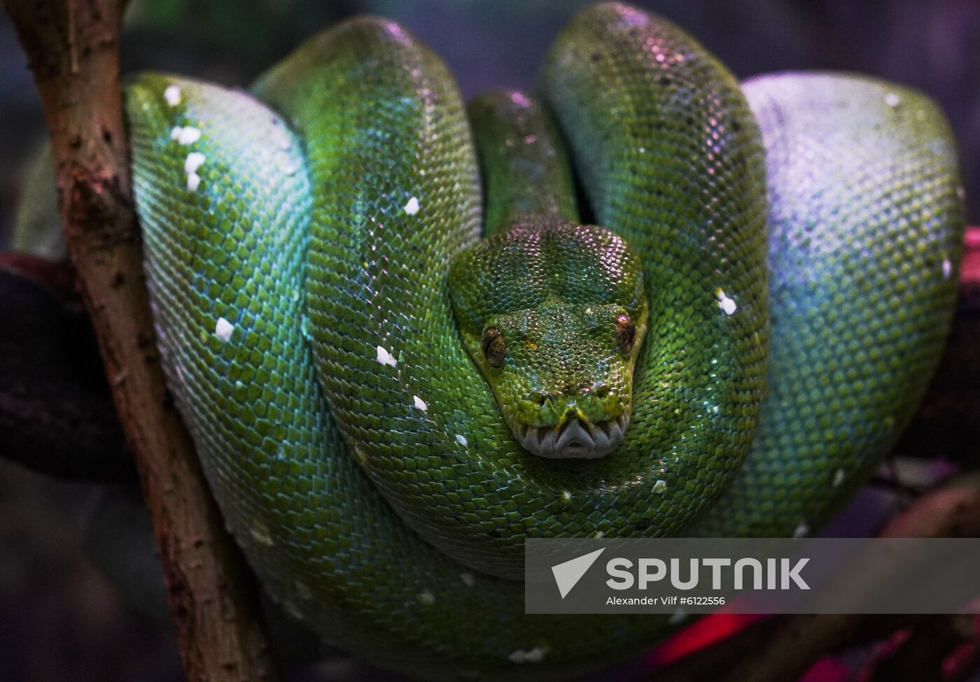 Animals in Royev Ruchei Zoo