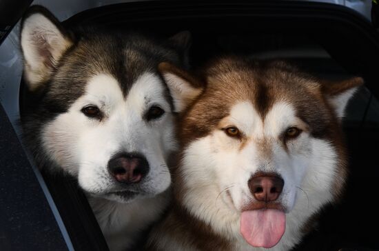 Russia Sled Dog Race