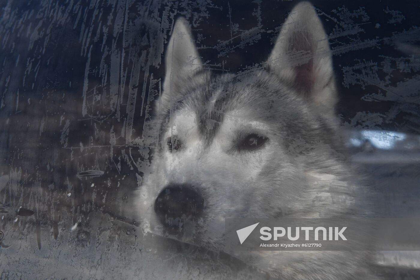 Russia Sled Dog Race