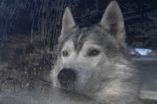 Russia Sled Dog Race