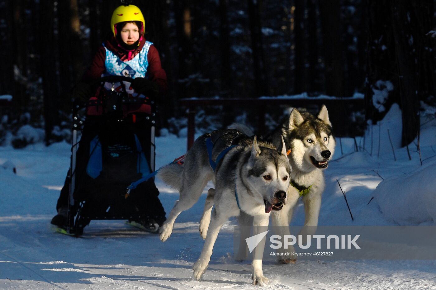 Russia Sled Dog Race