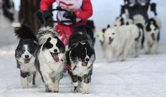 Russia Sled Dog Race