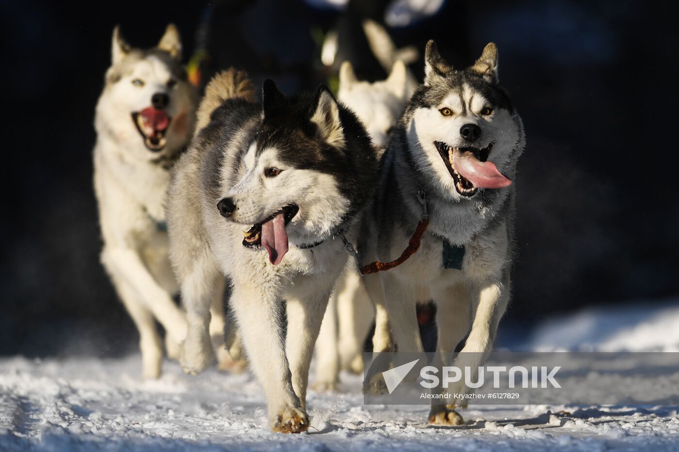 Russia Sled Dog Race