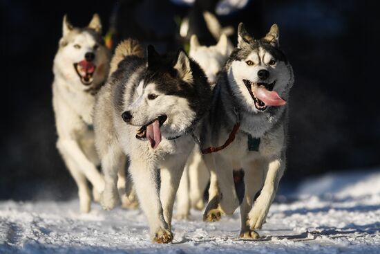 Russia Sled Dog Race